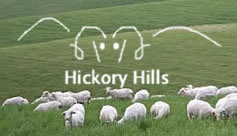 lamb and wool products